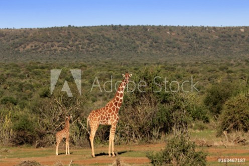 Picture of Giraffe mother and baby